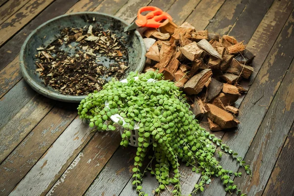 Medios Cultivo Herramientas Para Replantar Plantar Plantas Interior Dischidia — Foto de Stock