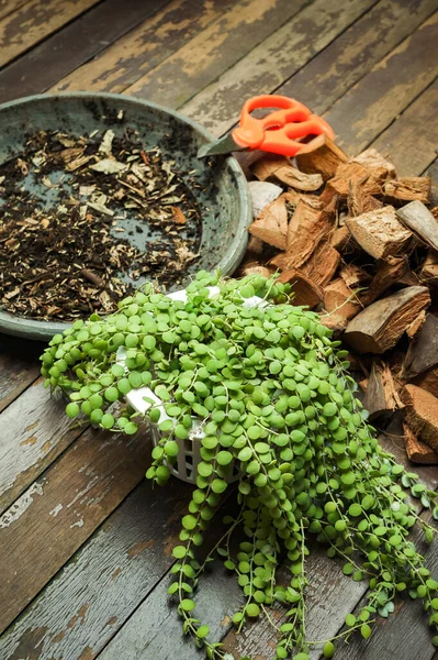 Medios Cultivo Herramientas Para Replantar Plantar Plantas Interior Dischidia — Foto de Stock