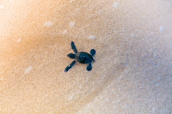 Bebé tortuga marina en la playa —  Fotos de Stock