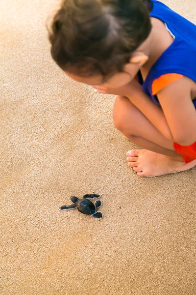 Child watching closely at baby sea turtle — Stock Photo, Image