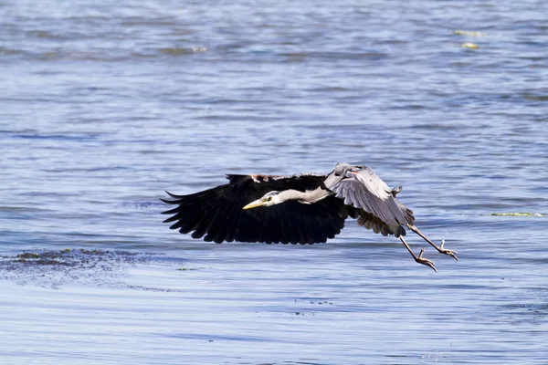 Krásná modrá Heron nad oceánem — Stock fotografie