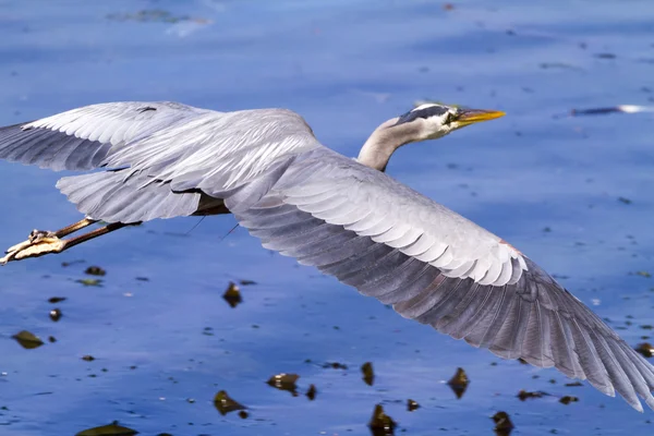 Krásná modrá Heron nad oceánem — Stock fotografie