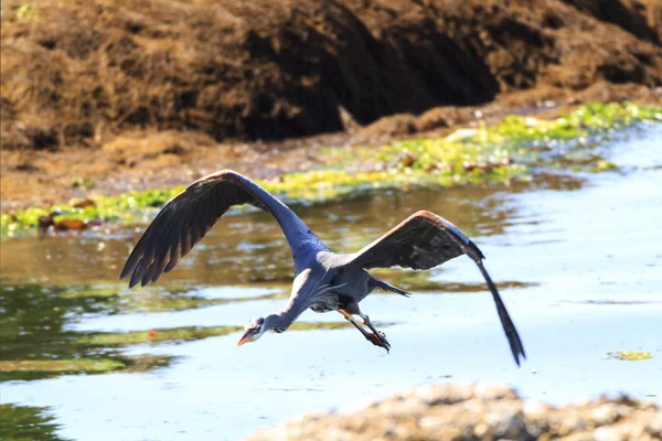 Hermosa garza azul sobre el océano —  Fotos de Stock