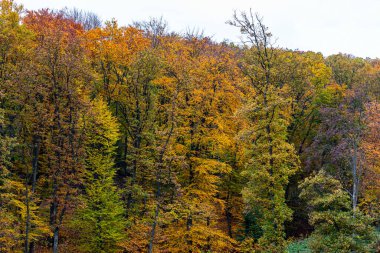 Ormanda renkli bir sonbahar - Orta Avrupa. 