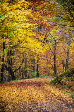 Ormanda renkli bir sonbahar - Orta Avrupa. 