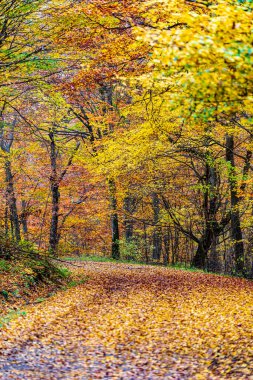 Ormanda renkli bir sonbahar - Orta Avrupa. 