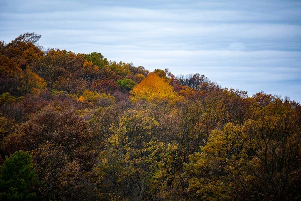 Bunter Herbst Wald Mitteleuropa — Stockfoto