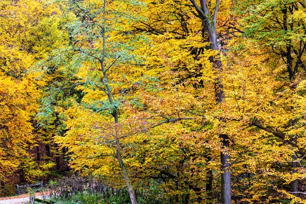 Bunter Herbst Wald Mitteleuropa — Stockfoto