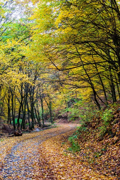 Färgglad Höst Skogen Centraleuropa — Stockfoto