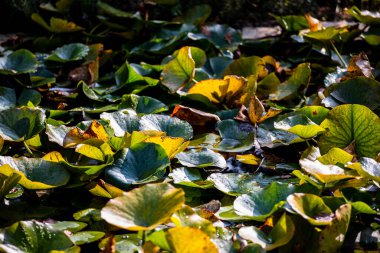 Nilüfer yaprağı üzerindeki su damlacıkları gölette