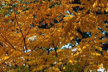 Güzel sonbahar yaprakları, dağda renk değiştiren ağaçlar, altın güneş ışığı ve yere düşen kırmızı turuncu yapraklar ve sonbahar mevsiminde meyve bahçeleri.. 