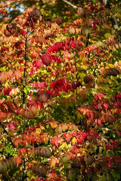 Schöne Herbstblätter Bäume Die Ihre Farbe Auf Dem Berg Ändern — Stockfoto