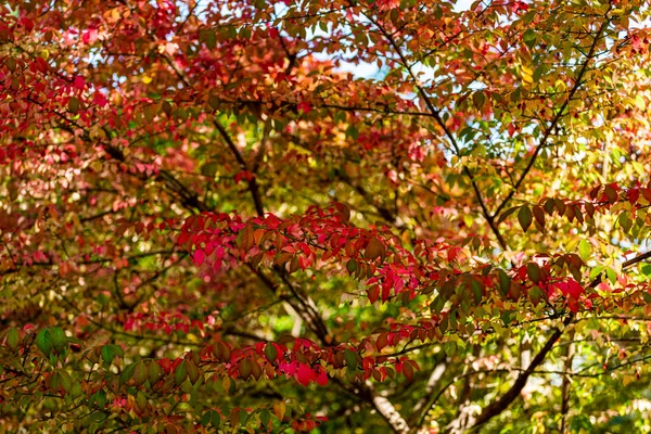 Schöne Herbstblätter Bäume Die Ihre Farbe Auf Dem Berg Ändern — Stockfoto