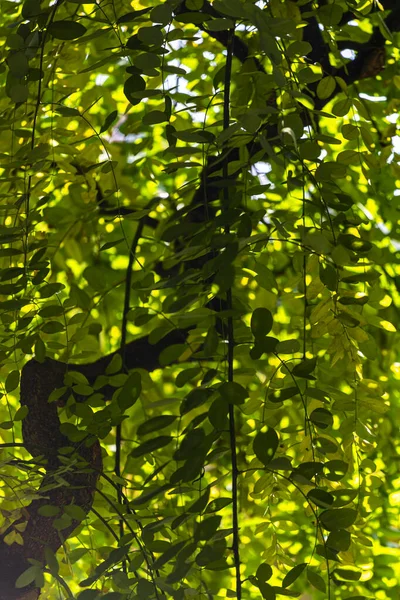 Hojas Verdes Árbol —  Fotos de Stock