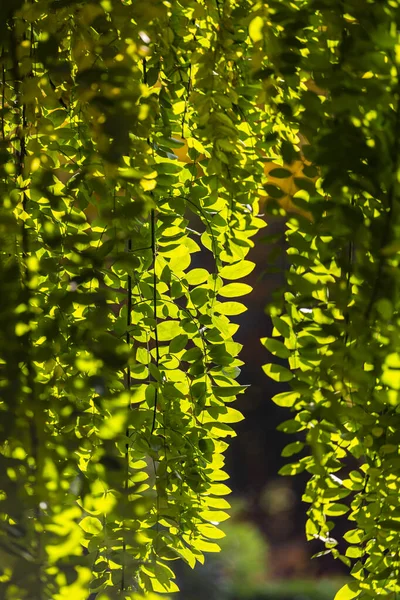 Прекрасне Осіннє Листя Дерева Змінюють Колір Горі Золоте Листя Сонячного — стокове фото