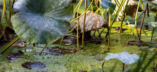 Waterdruppels Lelie Pad Bladeren Vijver — Stockfoto