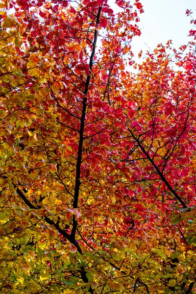 美しい紅葉 山の色を変える木々 黄金の葉の日差しと秋の季節の地上と果樹園の秋の赤いオレンジの葉 — ストック写真