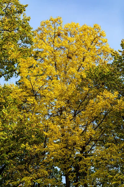 Прекрасне Осіннє Листя Дерева Змінюють Колір Горі Золоте Листя Сонячного — стокове фото