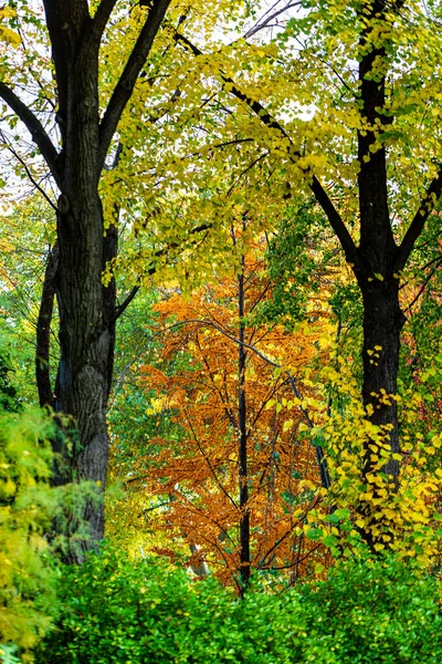 Vackra Höstlöv Träd Som Ändrar Färg Berget Gyllene Löv Solljus — Stockfoto