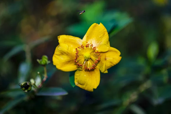 Głowa Kwiat Płatki Makro Fotografia — Zdjęcie stockowe