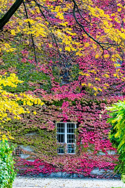 Beautiful Autumn Leaves Trees Changing Color Mountain Golden Leaves Sunlight — Stock Photo, Image