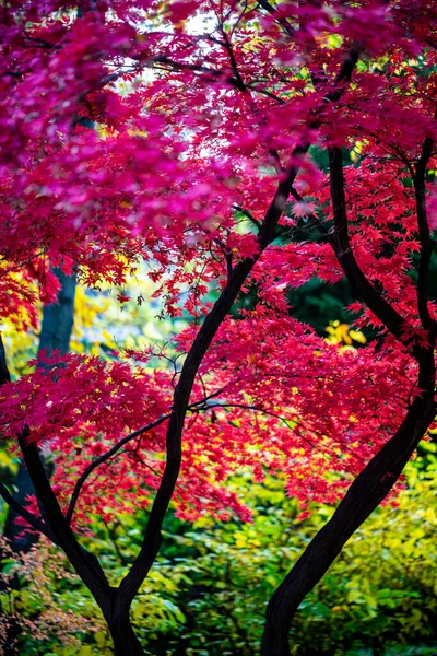 Belle Foglie Autunnali Alberi Che Cambiano Colore Sulla Montagna Foglie — Foto Stock