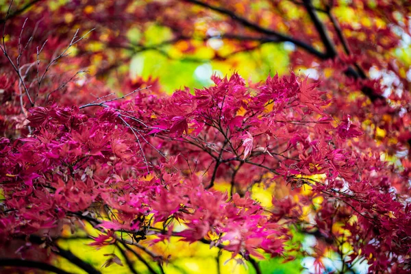 Lindas Folhas Outono Árvores Mudando Cor Montanha Folhas Douradas Luz — Fotografia de Stock