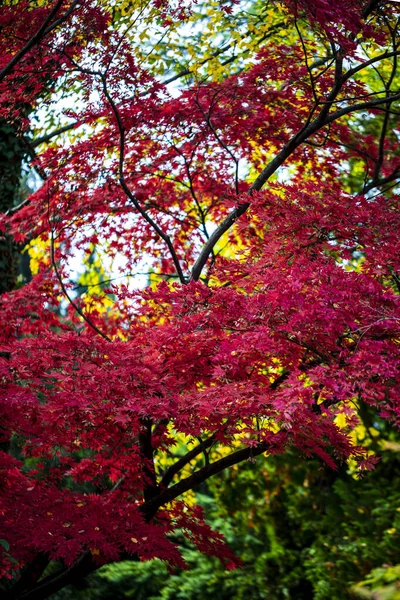 Güzel Sonbahar Yaprakları Dağda Renk Değiştiren Ağaçlar Altın Güneş Işığı — Stok fotoğraf