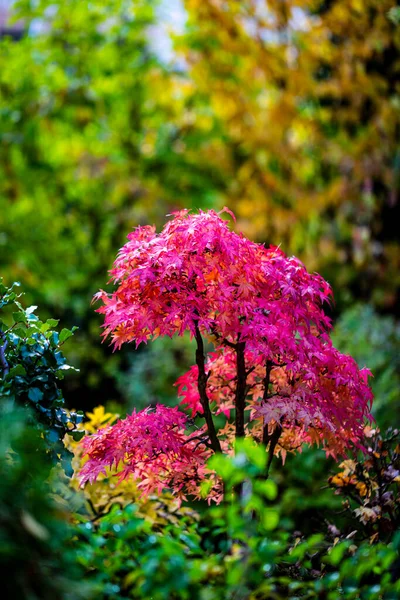 Beautiful Autumn Leaves Trees Changing Color Mountain Golden Leaves Sunlight — Stock Photo, Image