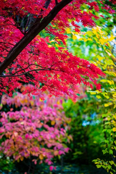 Lindas Folhas Outono Árvores Mudando Cor Montanha Folhas Douradas Luz — Fotografia de Stock