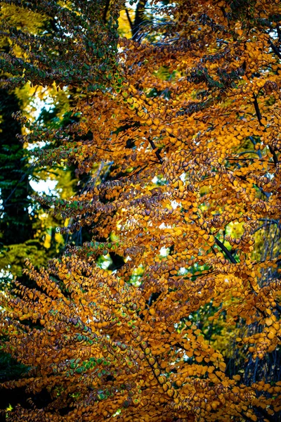 Красивые Осенние Листья Деревья Меняющие Цвет Горе Солнечный Свет Золотых — стоковое фото