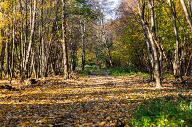 Orta Avrupa 'da sonbaharda ormancılık ve avlanma alanlarında turlar.. 
