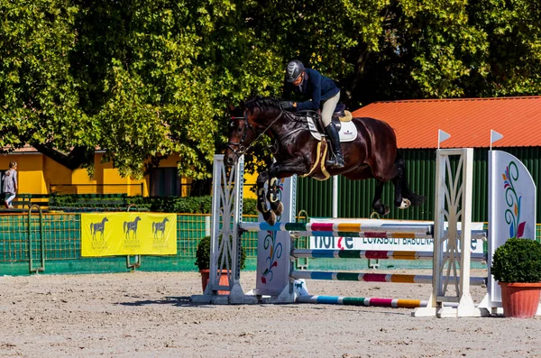 Hungary Babolna Oct 2020 Непізнані Конкуренти Беруть Участь Anual Horse — стокове фото