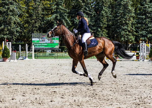 Hungary Babolna Oct 2020 Непізнані Конкуренти Беруть Участь Anual Horse — стокове фото