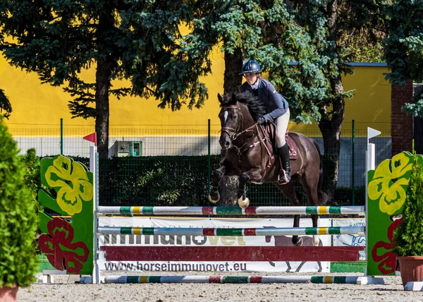 Hungary Babolna Oct 2020 Непізнані Конкуренти Беруть Участь Anual Horse — стокове фото