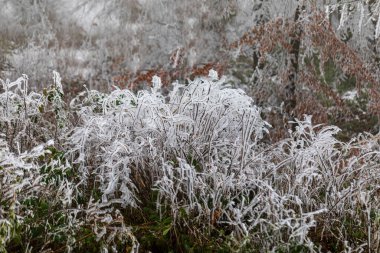 Donmuş ağaçlar ve yapraklar sisli kış ormanlarında. 