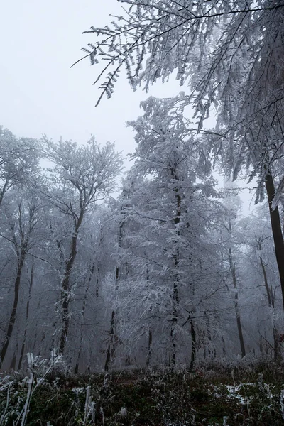 冬の森の中の木々や葉が凍る — ストック写真