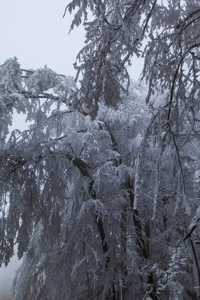 Gefrorene Bäume Und Blätter Nebligen Winterwald — Stockfoto