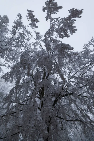 Frysta Träd Och Löv Dimmig Vinterskog — Stockfoto