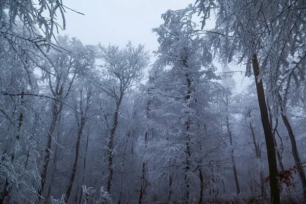 Gefrorene Bäume Und Blätter Nebligen Winterwald — Stockfoto