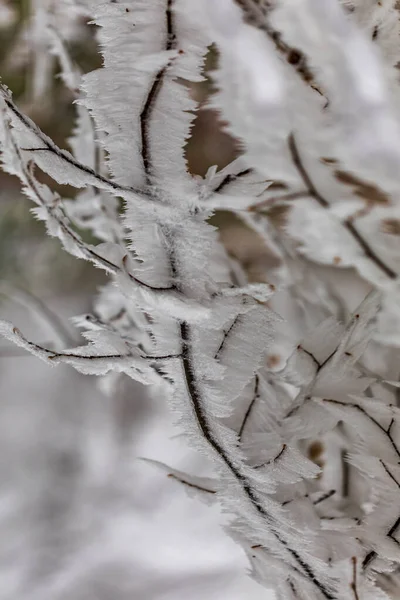 Árboles Congelados Hojas Bosque Invierno Fogy —  Fotos de Stock