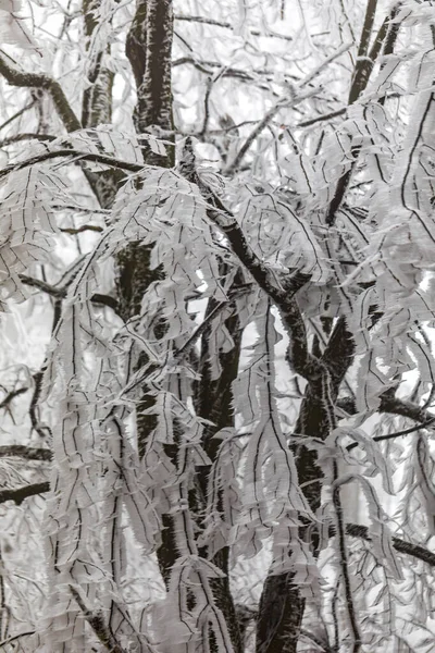 Zamrożone Drzewa Liście Mglistym Lesie Zimowym — Zdjęcie stockowe