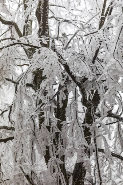 Frysta Träd Och Löv Dimmig Vinterskog — Stockfoto