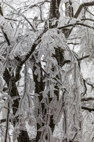 Alberi Foglie Congelati Nella Nebbiosa Foresta Invernale — Foto Stock