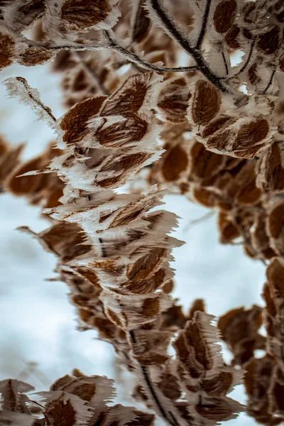 Frozen Trees Leaf Fogy Winter Forest — Stock Photo, Image