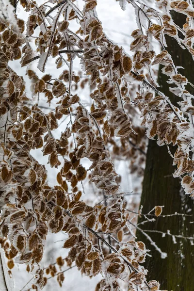 Zmrzlé Stromy Listy Zamlženém Zimním Lese — Stock fotografie