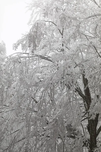 Gefrorene Bäume Und Blätter Nebligen Winterwald — Stockfoto