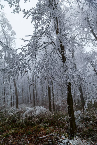 Замороженные Деревья Листья Туманном Зимнем Лесу — стоковое фото