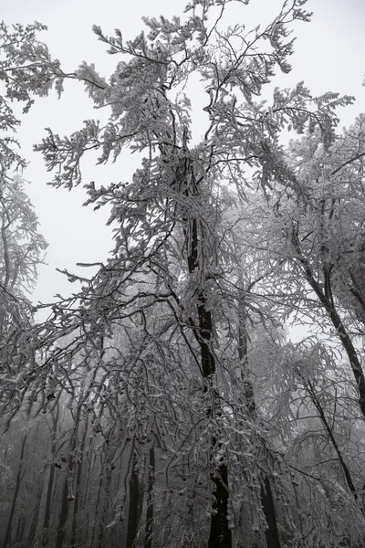 Arbres Congelés Feuilles Dans Forêt Brumeuse Hivernale — Photo