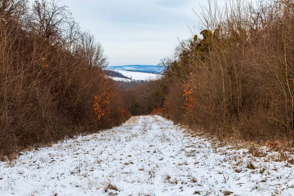 雪に覆われた木々の冬の風景 — ストック写真